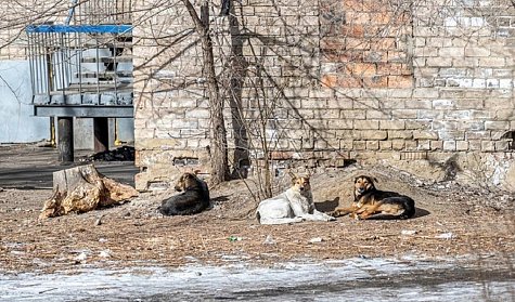Инициатива Заксоба по обращению с животными уже в федеральном центре